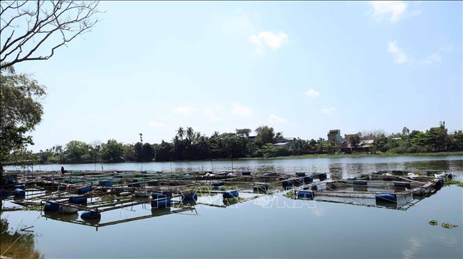 Nuôi thủy sản lồng bè trên sông Tam Kỳ ở phường Hương Trà, thành phố Đà Nẵng. Ảnh: Đỗ Trưởng – TTXVN