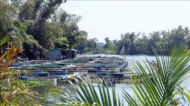 Nuôi thủy sản lồng bè trên sông Tam Kỳ ở phường Hương Trà, thành phố Đà Nẵng. Ảnh: Đỗ Trưởng – TTXVN