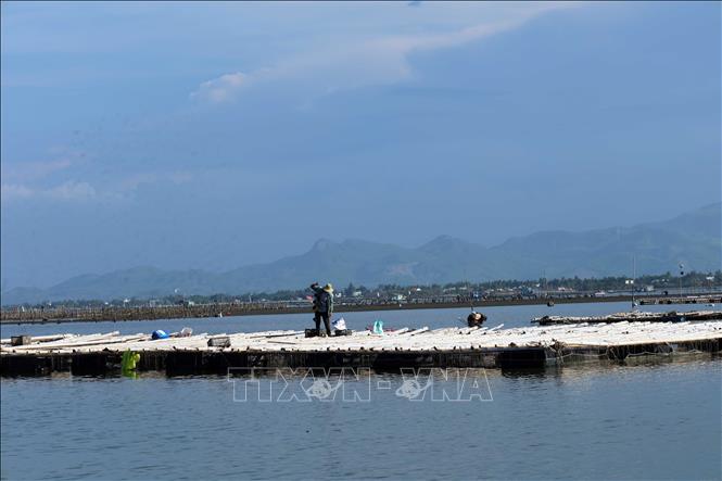 Nuôi thủy sản lồng bè ở xã đảo Tam Hải, thành phố Đà Nẵng. Ảnh: Đỗ Trưởng – TTXVN