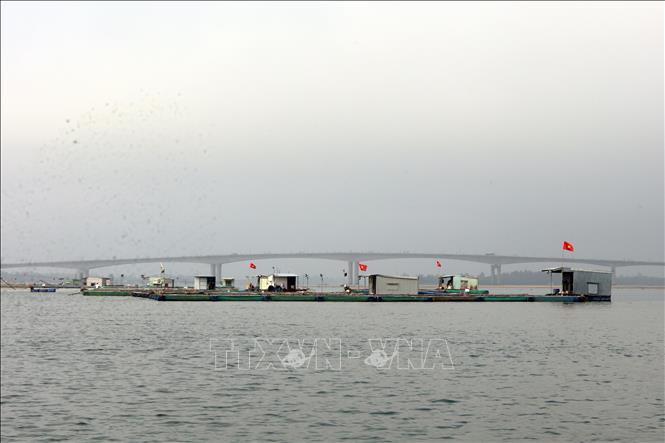 Nuôi thủy sản lồng bè ở khu vực cửa biển Cửa Đại, thành phố Đà Nẵng. Ảnh: Đỗ Trưởng – TTXVN