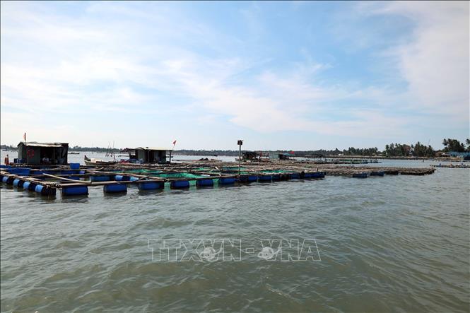 Nuôi thủy sản lồng bè ở xã đảo Tam Hải, thành phố Đà Nẵng. Ảnh: Đỗ Trưởng – TTXVN