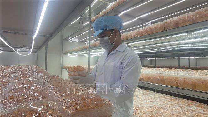 Nhờ ứng dụng công nghệ - khoa học vào sản xuất mà tỷ lệ thành công trong nuôi trồng nấm đông trùng hạ thảo của anh Trần Tàu đạt trên 97%. Ảnh: Hoàng Nhị - TTXVN