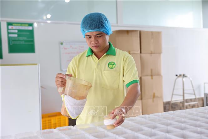 Anh Trần Tài kiểm tra giá thể trồng nấm đông trùng hạ thảo trước khi trồng. Ảnh: Hoàng Nhị - TTXVN