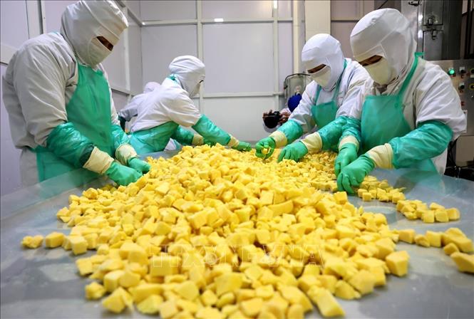 Phân loại sản phẩm xoài trước khi đóng gói ở nhà máy của Công ty ANTESCO, xã Châu Phú, tỉnh An Giang. Ảnh: Phạm Hậu - TTXVN