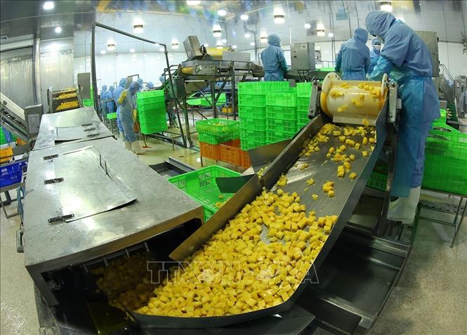 Dây chuyền hiện đại chế biến sản phẩm xoài đông lạnh xuất khẩu của Công ty ANTESCO, xã Châu Phú, tỉnh An Giang. Ảnh: Vũ Sinh - TTXVN