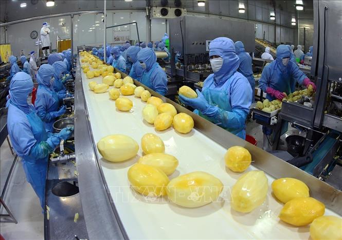 Dây chuyền hiện đại chế biến sản phẩm xoài đông lạnh xuất khẩu của Công ty ANTESCO, xã Châu Phú, tỉnh An Giang. Ảnh: Vũ Sinh - TTXVN