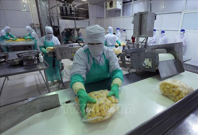 Đóng gói sản phẩm xoài đông lạnh xuất khẩu tại nhà máy của Công ty ANTESCO, xã Châu Phú, tỉnh An Giang. Ảnh: Vũ Sinh - TTXVN