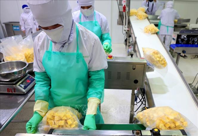 Đóng gói sản phẩm xoài đông lạnh xuất khẩu của Công ty ANTESCO, xã Châu Phú, tỉnh An Giang.  Ảnh: Phạm Hậu - TTXVN