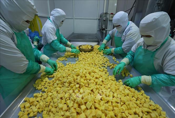 Phân loại sản phẩm xoài trước khi đóng gói ở nhà máy của Công ty ANTESCO, xã Châu Phú, tỉnh An Giang. Ảnh: Vũ Sinh - TTXVN