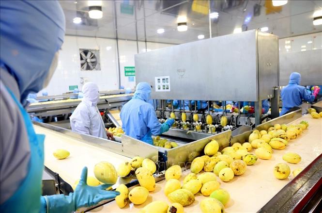 Dây chuyền gọt vỏ xoài tự động ở nhà máy của Công ty ANTESCO, xã Châu Phú, tỉnh An Giang. Ảnh: Phạm Hậu - TTXVN