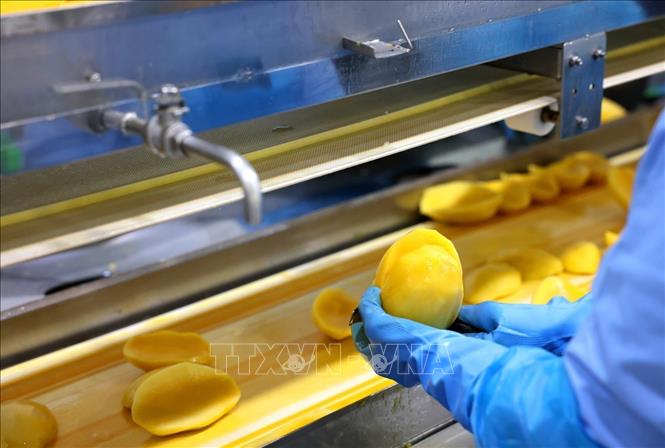 Chế biến sản phẩm xoài đông lạnh xuất khẩu trên dây chuyền hiện đại của Công ty ANTESCO, xã Châu Phú, tỉnh An Giang. Ảnh: Phạm Hậu - TTXVN