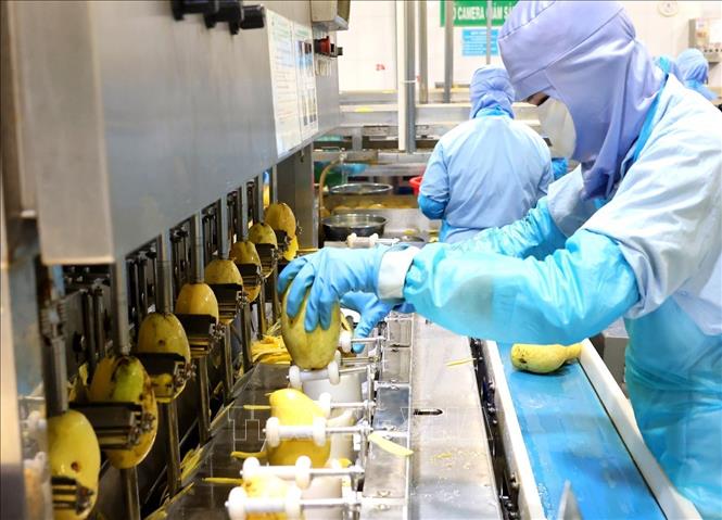 Dây chuyền gọt vỏ xoài tự động ở nhà máy của Công ty ANTESCO, xã Châu Phú, tỉnh An Giang. Ảnh: Phạm Hậu - TTXVN