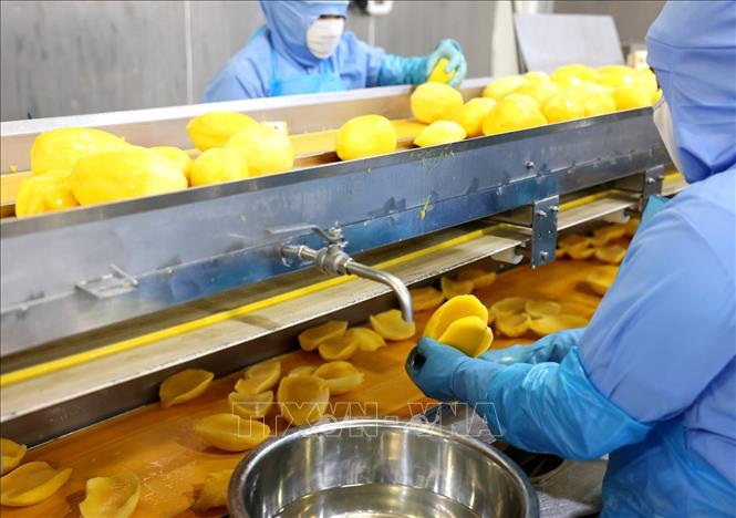 Chế biến sản phẩm xoài đông lạnh xuất khẩu trên dây chuyền hiện đại của Công ty ANTESCO, xã Châu Phú, tỉnh An Giang. Ảnh: Phạm Hậu - TTXVN