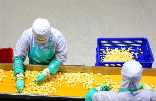 Phân loại sản phẩm xoài trước khi đóng gói ở nhà máy của Công ty ANTESCO, xã Châu Phú, tỉnh An Giang. Ảnh: Phạm Hậu - TTXVN