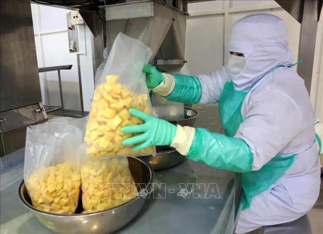 Đóng gói sản phẩm xoài đông lạnh xuất khẩu của Công ty ANTESCO, xã Châu Phú, tỉnh An Giang.  Ảnh: Phạm Hậu - TTXVN