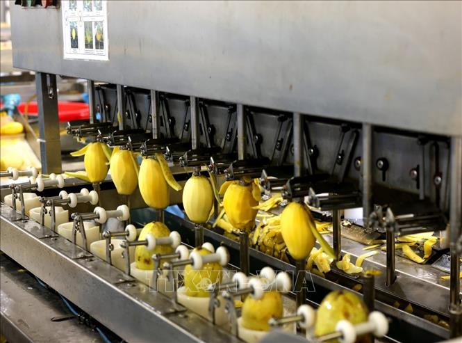 Dây chuyền gọt vỏ xoài tự động ở nhà máy của Công ty ANTESCO, xã Châu Phú, tỉnh An Giang. Ảnh: Phạm Hậu - TTXVN