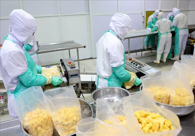 Đóng gói sản phẩm xoài đông lạnh xuất khẩu của Công ty ANTESCO, xã Châu Phú, tỉnh An Giang.  Ảnh: Phạm Hậu - TTXVN