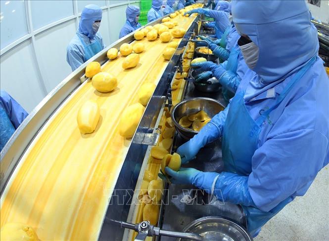 Dây chuyền hiện đại chế biến sản phẩm xoài đông lạnh xuất khẩu của Công ty ANTESCO, xã Châu Phú, tỉnh An Giang. Ảnh: Vũ Sinh - TTXVN