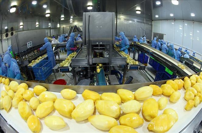 Dây chuyền hiện đại chế biến sản phẩm xoài đông lạnh xuất khẩu của Công ty ANTESCO, xã Châu Phú, tỉnh An Giang. Ảnh: Vũ Sinh - TTXVN