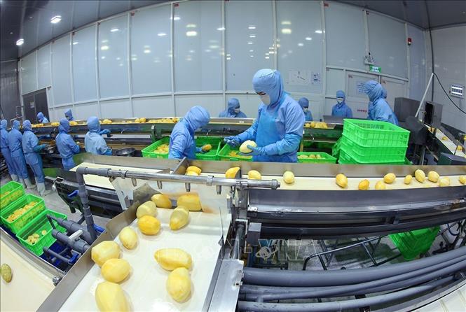 Dây chuyền hiện đại chế biến sản phẩm xoài đông lạnh xuất khẩu của Công ty ANTESCO, xã Châu Phú, tỉnh An Giang. Ảnh: Vũ Sinh - TTXVN