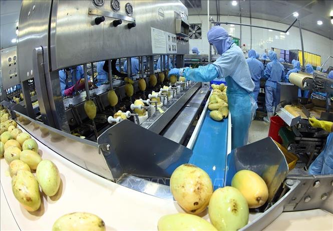 Dây chuyền hiện đại chế biến sản phẩm xoài đông lạnh xuất khẩu của Công ty ANTESCO, xã Châu Phú, tỉnh An Giang. Ảnh: Vũ Sinh - TTXVN