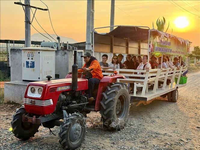 Đoàn khảo sát trải nghiệm sản phẩm du lịch sử dụng xe công nông khám phá vườn thanh long tại xã Hàm Kiệm, tỉnh Lâm Đồng. Ảnh: Hồng Hiếu- TTXVN