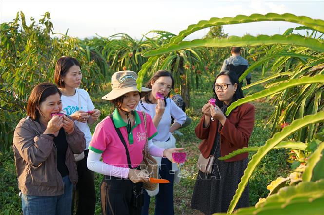 Đoàn khảo sát trực tiếp trải nghiệm thưởng thức thanh long ruột tím hồng tại Trang trại thanh long Hoàng Hậu, xã Hàm Kiệm, tỉnh Lâm Đồng. Ảnh: Hồng Hiếu- TTXVN