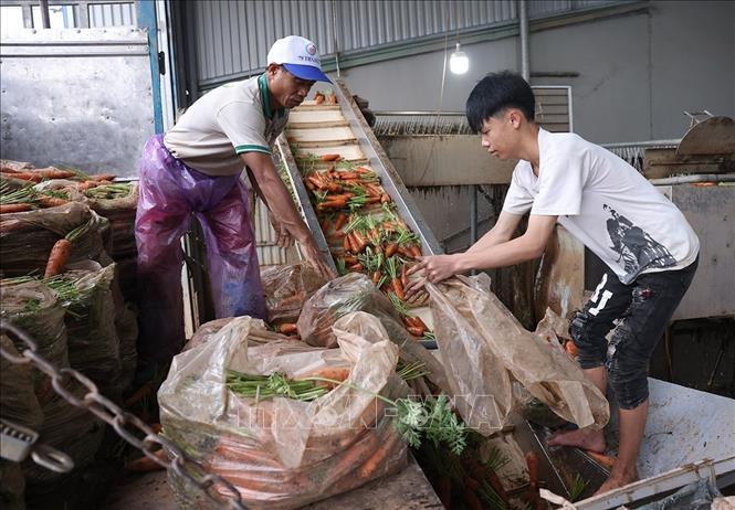 Hợp tác xã Dịch vụ nông nghiệp Đức Chính, xã Tuệ Tĩnh, TP Hải Phòng, mỗi ngày sơ chế khoảng 100 tấn sản phẩm cà rốt, phục vụ thị trường Hàn Quốc, Nhật Bản, Malaysia. Ảnh: Vũ Sinh - TTXVN