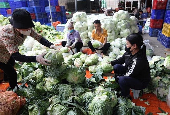 Sơ chế rau vụ Đông phục vụ thị trường trong nước ở Hợp tác xã Nông nghiệp Hoàng Nam Phát, phường Thạch Khôi, TP Hải Phòng. Ảnh: Vũ Sinh - TTXVN