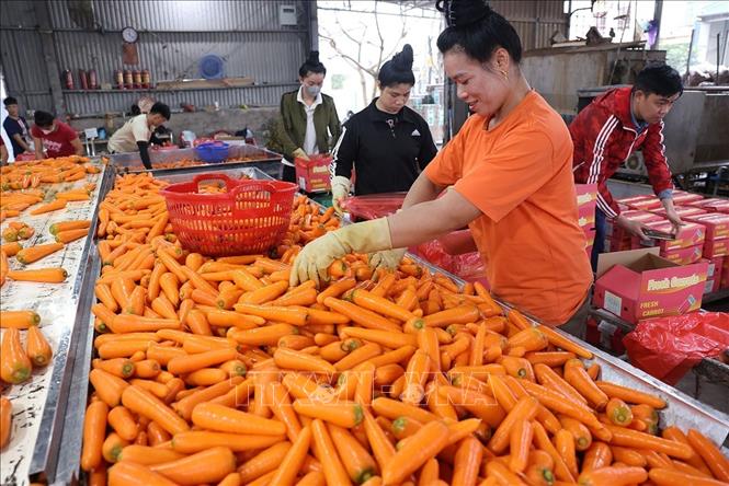 Sơ chế sản phẩm cà rốt xuất khẩu ở Hợp tác xã Dịch vụ nông nghiệp Đức Chính, xã Tuệ Tĩnh, TP Hải Phòng. Ảnh: Vũ Sinh - TTXVN