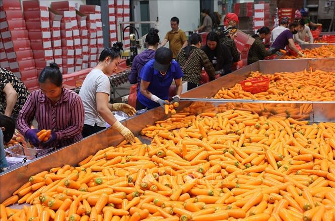 Sơ chế sản phẩm cà rốt xuất khẩu ở Hợp tác xã Dịch vụ nông nghiệp Đức Chính, xã Tuệ Tĩnh, TP Hải Phòng. Ảnh: Vũ Sinh - TTXVN
