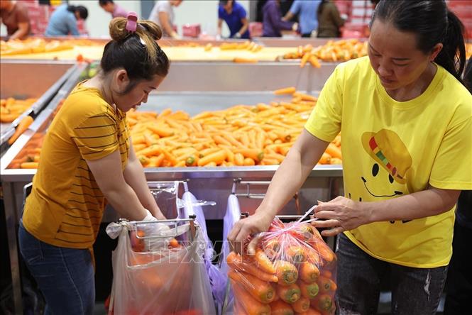 Đóng gói sản phẩm cà rốt sơ chế phục vụ xuất khẩu ở Hợp tác xã Dịch vụ nông nghiệp Đức Chính, xã Tuệ Tĩnh, TP Hải Phòng. Ảnh: Vũ Sinh - TTXVN
