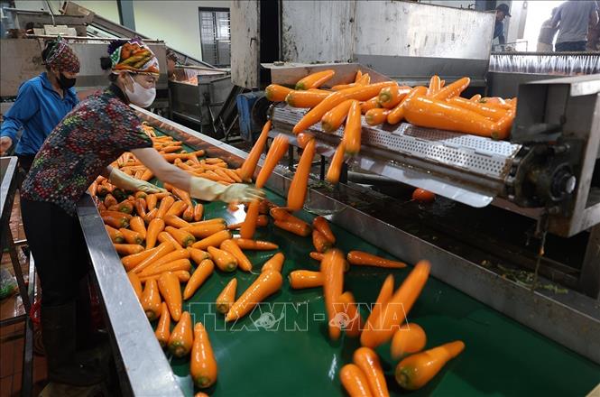 Hợp tác xã Dịch vụ nông nghiệp Đức Chính, xã Tuệ Tĩnh, TP Hải Phòng, mỗi ngày sơ chế khoảng 100 tấn sản phẩm cà rốt, phục vụ thị trường Hàn Quốc, Nhật Bản, Malaysia. Ảnh: Vũ Sinh - TTXVN