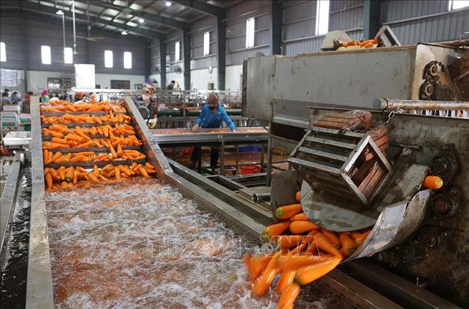Hợp tác xã Dịch vụ nông nghiệp Đức Chính, xã Tuệ Tĩnh, TP Hải Phòng, mỗi ngày sơ chế khoảng 100 tấn sản phẩm cà rốt, phục vụ thị trường Hàn Quốc, Nhật Bản, Malaysia. Ảnh: Vũ Sinh - TTXVN