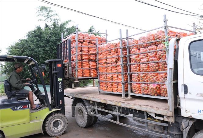 Hợp tác xã Dịch vụ nông nghiệp Đức Chính, xã Tuệ Tĩnh, TP Hải Phòng, mỗi ngày sơ chế khoảng 100 tấn sản phẩm cà rốt, phục vụ thị trường Hàn Quốc, Nhật Bản, Malaysia. Ảnh: Vũ Sinh - TTXVN