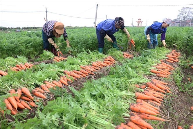 Thu hoạch cà rốt phục vụ xuất khẩu ở hộ sản xuất liên kết với Hợp tác xã Dịch vụ nông nghiệp Đức Chính, xã Tuệ Tĩnh, TP Hải Phòng. Ảnh: Vũ Sinh - TTXVN