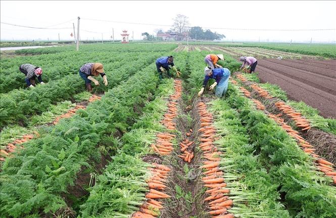 Thu hoạch cà rốt phục vụ xuất khẩu ở hộ sản xuất liên kết với Hợp tác xã Dịch vụ nông nghiệp Đức Chính, xã Tuệ Tĩnh, TP Hải Phòng. Ảnh: Vũ Sinh - TTXVN