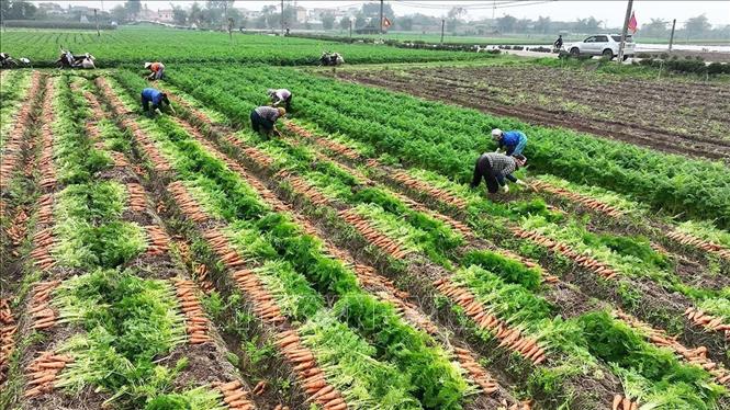 Hợp tác xã Dịch vụ nông nghiệp Đức Chính, xã Tuệ Tĩnh, TP Hải Phòng có 100 hộ tham gia trồng cà rốt, với diện tích hơn 360ha, sản lượng khoảng 50 tấn/ha/năm. Ảnh: Vũ Sinh - TTXVN