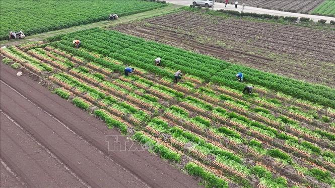 Hợp tác xã Dịch vụ nông nghiệp Đức Chính, xã Tuệ Tĩnh, TP Hải Phòng có 100 hộ tham gia trồng cà rốt, với diện tích hơn 360 ha, sản lượng khoảng 50 tấn/ha/năm. Ảnh: Vũ Sinh - TTXVN