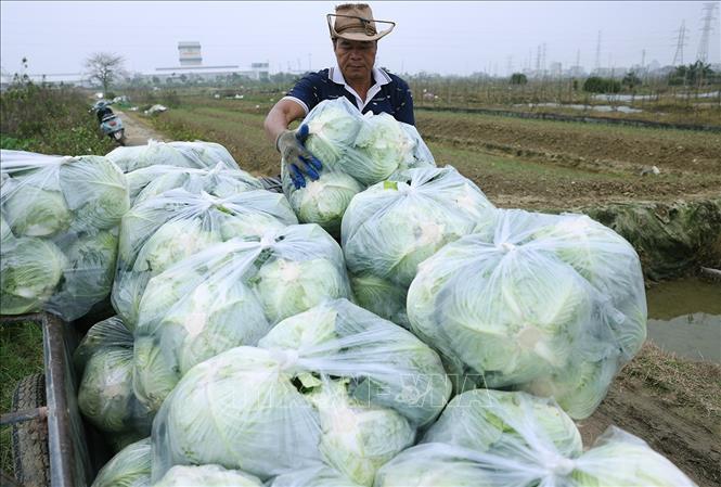 Thu hoạch rau vụ Đông phục vụ thị trường trong nước ở Hợp tác xã Nông nghiệp Hoàng Nam Phát, phường Thạch Khôi, TP Hải Phòng. Ảnh: Vũ Sinh - TTXVN
