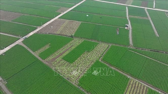 Vùng trồng cà rốt xuất khẩu ở xã Tuệ Tĩnh, TP Hải Phòng. Ảnh: Vũ Sinh - TTXVN