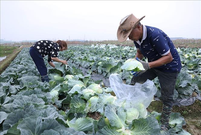 Thu hoạch rau vụ Đông phục vụ thị trường trong nước ở Hợp tác xã Nông nghiệp Hoàng Nam Phát, phường Thạch Khôi, TP Hải Phòng. Ảnh: Vũ Sinh - TTXVN