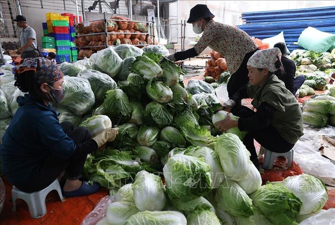Sơ chế rau vụ Đông phục vụ thị trường trong nước ở Hợp tác xã Nông nghiệp Hoàng Nam Phát, phường Thạch Khôi, TP Hải Phòng. Ảnh: Vũ Sinh - TTXVN