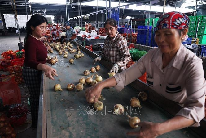Sơ chế rau vụ Đông phục vụ thị trường trong nước ở Hợp tác xã Nông nghiệp Hoàng Nam Phát, phường Thạch Khôi, TP Hải Phòng. Ảnh: Vũ Sinh - TTXVN
