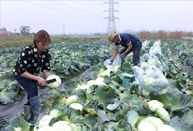 Thu hoạch rau vụ Đông phục vụ thị trường trong nước ở Hợp tác xã Nông nghiệp Hoàng Nam Phát, phường Thạch Khôi, TP Hải Phòng. Ảnh: Vũ Sinh - TTXVN