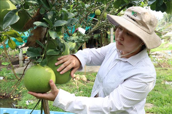 Vườn bưởi da xanh của nông dân xã Càng Long cho hiệu quả cao hơn nhiều lần so với trồng lúa trước đó. Ảnh: Thanh Hòa - TTXVN