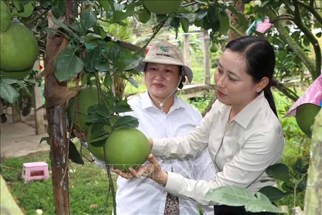 Bà Nguyễn Thị Hồng Thảo, Chủ tịch Hội Nông dân xã Càng Long (phải) tìm hiểu phương thức trồng bưởi da xanh của hội viên. Ảnh: Thanh Hòa - TTXVN