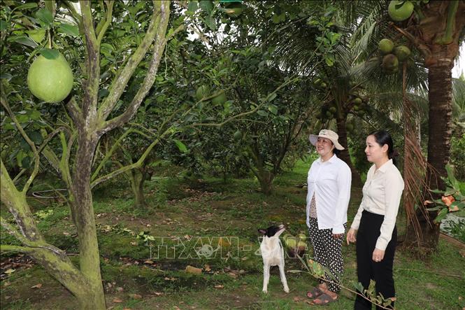 Bà Nguyễn Thị Hồng Thảo, Chủ tịch Hội Nông dân xã Càng Long (phải) tìm hiểu cách thức trồng và chăm sóc bưởi da xanh của hội viên. Ảnh: Thanh Hòa - TTXVN