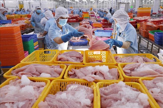 Phân loại sản phẩm cá tra trước khi đưa vào cấp đông ở nhà máy Đại Tây Dương (Navico) – doanh nghiệp có chuỗi sản xuất, xuất khẩu cá tra khép kín lớn thứ 2 thế giới. Ảnh: Phạm Hậu - TTXVN