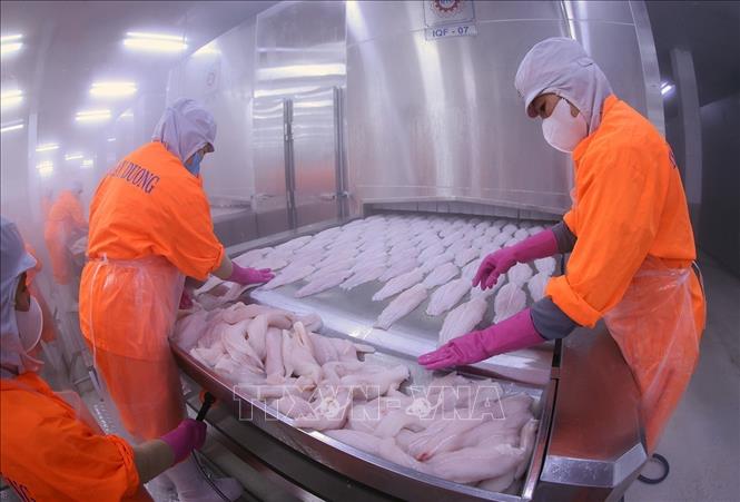 Sản phẩm cá tra đưa vào cấp đông ở nhà máy Đại Tây Dương (Navico) – doanh nghiệp có chuỗi sản xuất, xuất khẩu cá tra khép kín lớn thứ 2 thế giới. Ảnh: Vũ Sinh - TTXVN